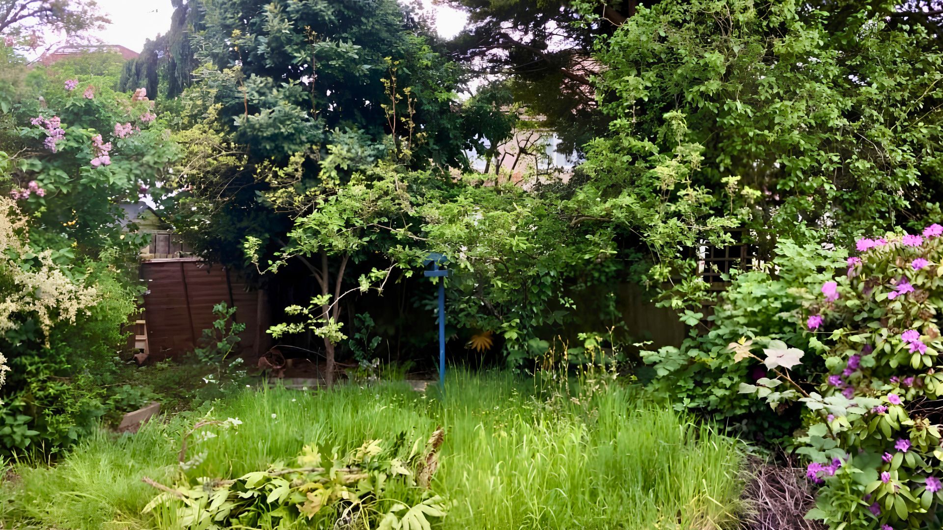 Overgrown rear garden before landscape design transformation, Wembley