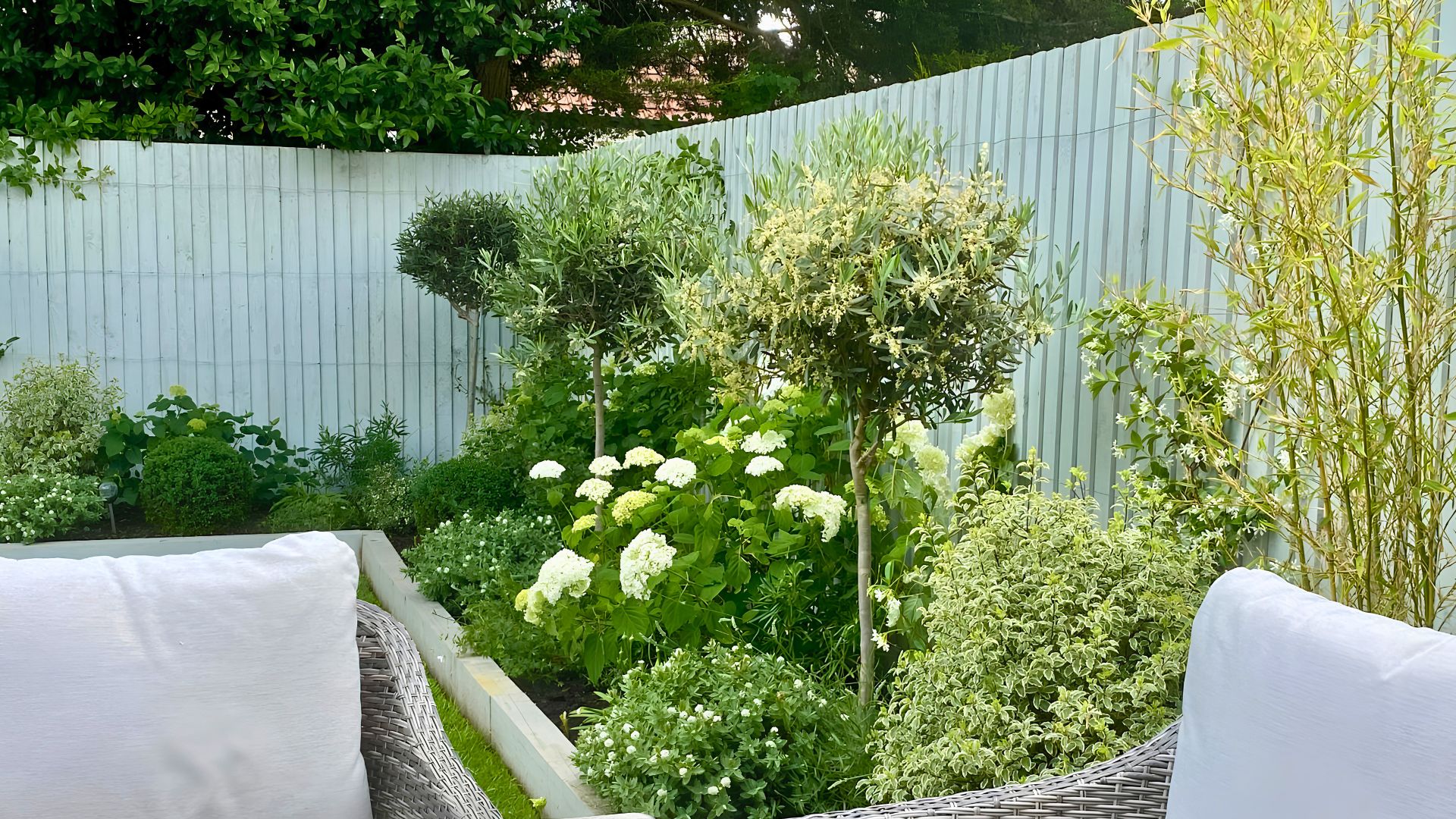 White hydrangea and olive tree planting scheme in contemporary garden design